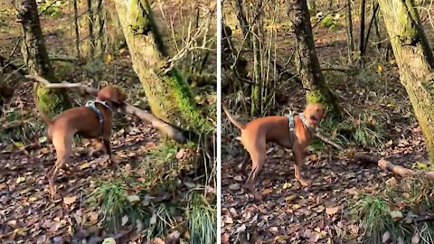 Dog carrying massive stick crashes between two trees