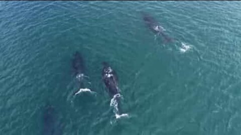 Divers interact with humpback whales