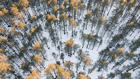 "Whispers of the Forest"