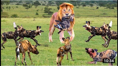 The lion's are kill wild dogs