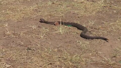 Arizona black rattler