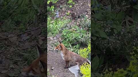 ❤️ proud mum and baby #foxesofinstagram #foxes #cuteanimals #animalshorts #birdchirping