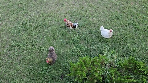 Gang of chickens.