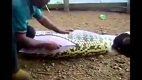 A Huge Snake Caught, Thought To Have SWALLOWED A HUMAN!