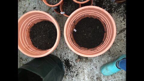 Potato Project - Growing potatoes in containers