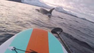 Paddleboarder hälsar på en grupp späckhuggare i Norge!