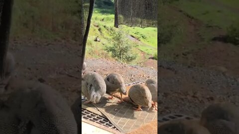 Guinea fowl keets pecking at my doorstep