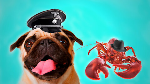 The Triggerz McKnickers Show; Episode 4: Racist Pugs & Sexist Lobsters