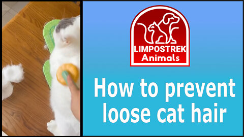 How to prevent loose cat hair in the environment