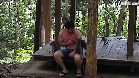 Ces singes gâchent la visite d'un touriste