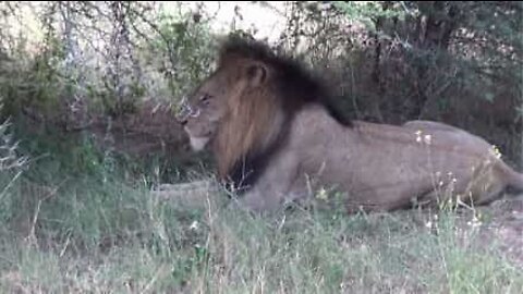 Anche il Re della Savana può essere un giocherellone