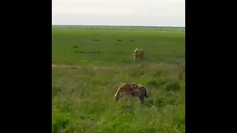 #Nature #Lion attack #Rumble video #