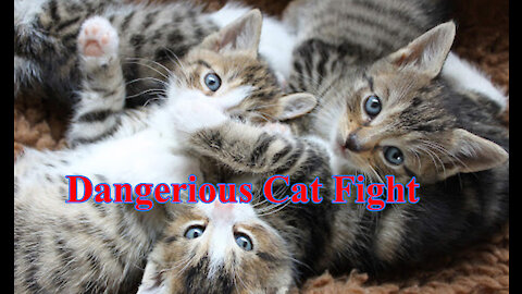 Danger Cats Fighting Fun