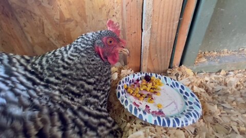 Broody Hen eats Corn!