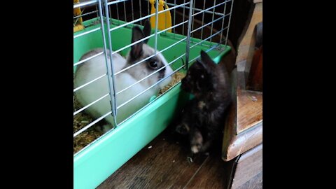 Adorable kitten meets dwarf rabbit for the first time