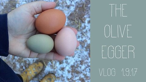 The Olive Egger | VLOG 1.9.17