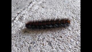 Hairy Centipede