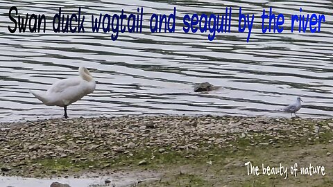 Swan duck wagtail and seagull by the river / beautiful birds by the water.