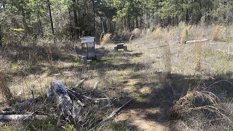 DEER STAND APIARY! Beekeeping early days!