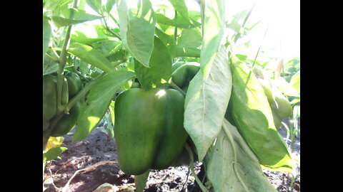 Totally Refreshing Green Bell Pepper Nov 2021