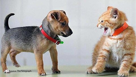 How to train your dog to leave your cat alone How to teach your dog and cat to get along very easy