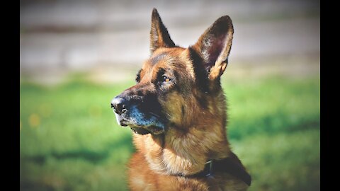 German Shepherd Protects Babies from their parents part 3