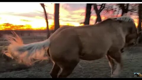 Good Morning & Happy New Year 2023 - Breakfast With Horses