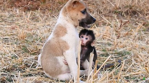 Cute Baby Monkey And Puppy Cuddles Together