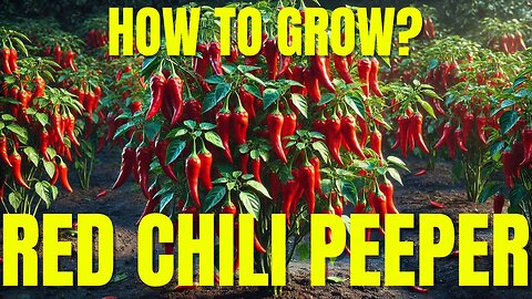 How to Grow Red Chili Peppers for Massive Yields