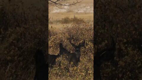 FULL DRAW on Big Mature Mule Deer!! (Close Spot and Stalk encounter!)