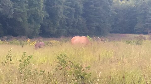 Great Smoky Mountain Elk.