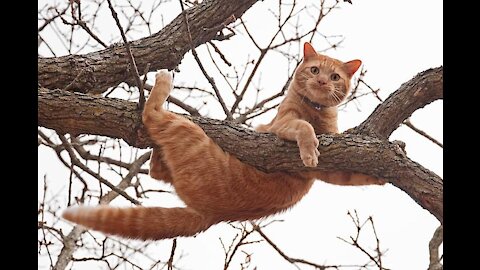 Cat playing climbing tree