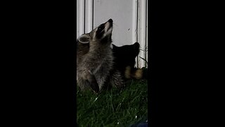 Raccoon Searching for Suet Crumbs