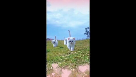 little cute white kitten