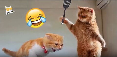 1 Hour of Funniest Animals 2023 - Funniest Cats and Dogs 😹🐶