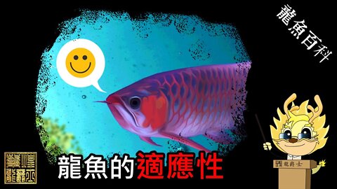 【龍爵士】龍魚百科-龍魚的適應性