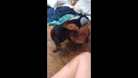 doxies fight like a t rex