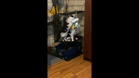 Milo and Loki playing with the toy through the cage