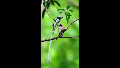 Captivating footage reveals the remarkable ways a mother nurtures her children.🪶