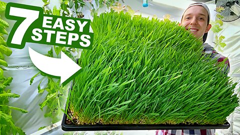 How To Grow Barley & Wheatgrass At Home In 10 Days