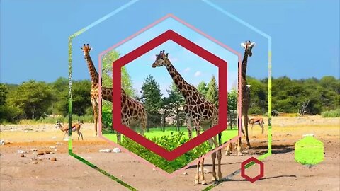 giraffer-اجمل زرافات بين الطبيعة الخلابة