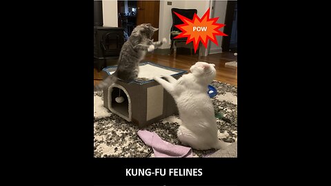 Kung Fu Kitties