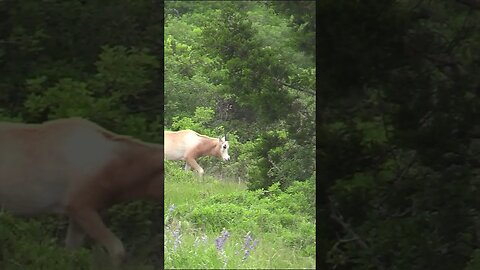 Check out this herd of Scimitar Oryx! #wildlife #biology #deer #hunting #shorts