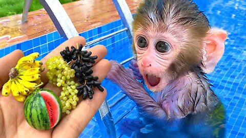 Monkey Baby Bon Bon plays in the pool with puppy and ducklings & eats fruit in the garden