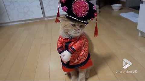 Turandot Cat