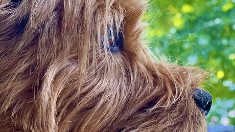 Pensive Norwich Terrier gazes outside