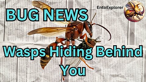 Bug News - New Species of Parasitic Wasp in Your Backyard