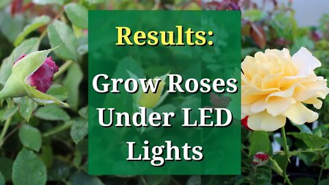 Results: Roses Indoors Under Grow Lights (Mars TS 1000W)