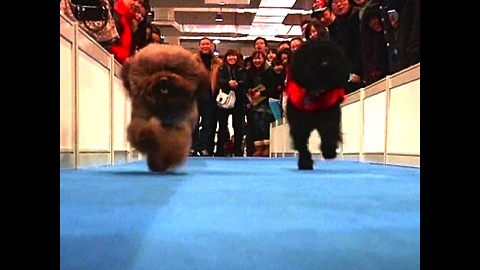 Shaghai International Dog Show