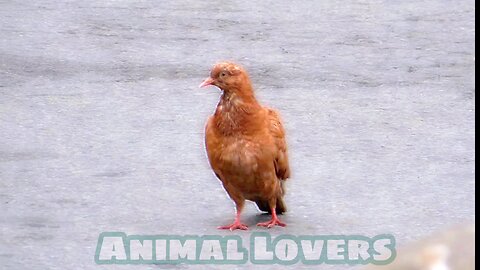 Animal Lovers 6